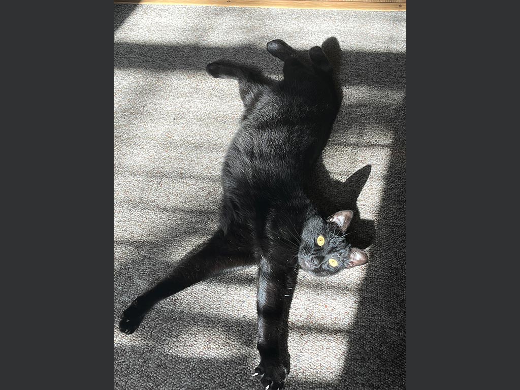 buddy-ll.jpg