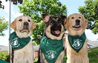seeing eye dogs