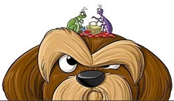 dog