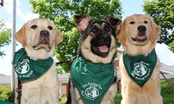 dogs
