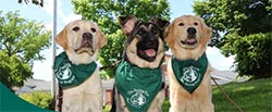 puppies